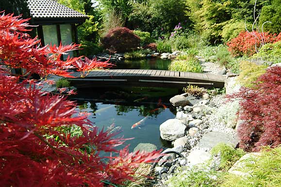 El blog de Mikcg: Estanques Japoneses y más...