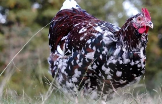 AYAM SUSSEX | Majalah Infovet I Majalah Peternakan dan Kesehatan Hewan