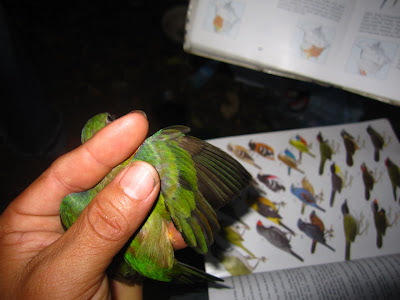 Passerina ciris Painted bunting birding Nicaragua