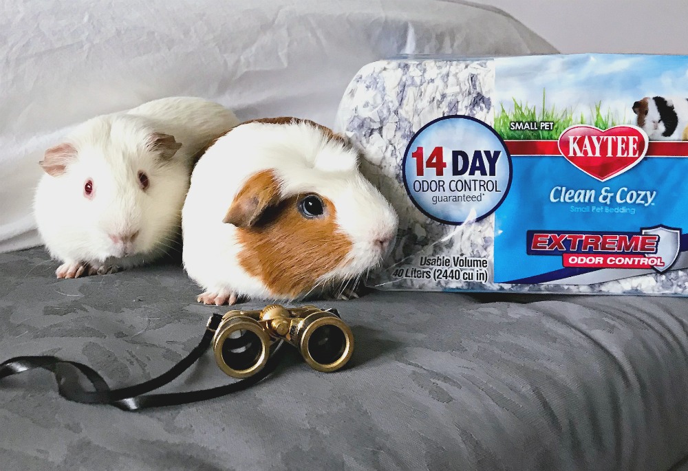 guinea pig odor control