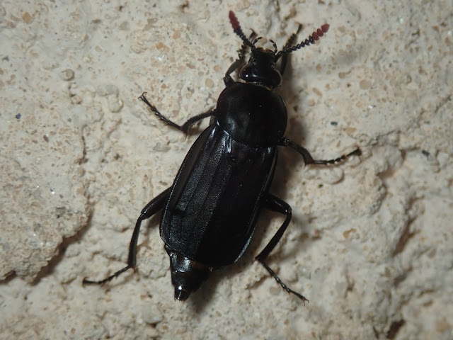 Necrodes litoralis Necrodes litoralis