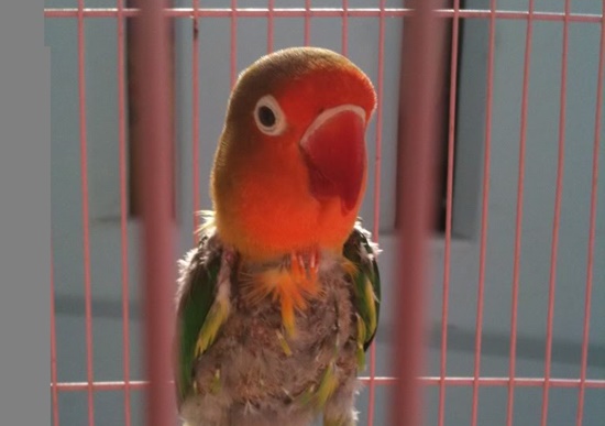 Penyebab Burung Murai Cabut Bulu