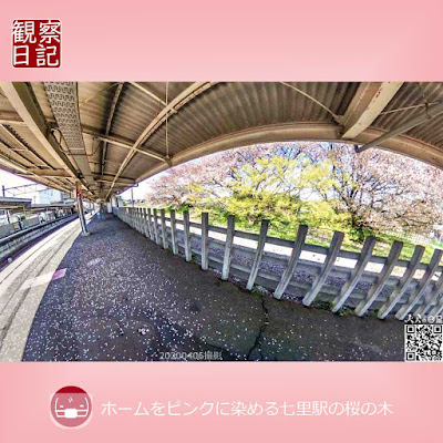 この景観が来年は無い鴨。さいたま市が桜の木を切るそうである。