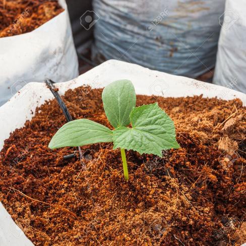 Kegunaan Sabut Kelapa Hancur Yang Sangat Disyorkan Dalam Penanaman - TaraHap