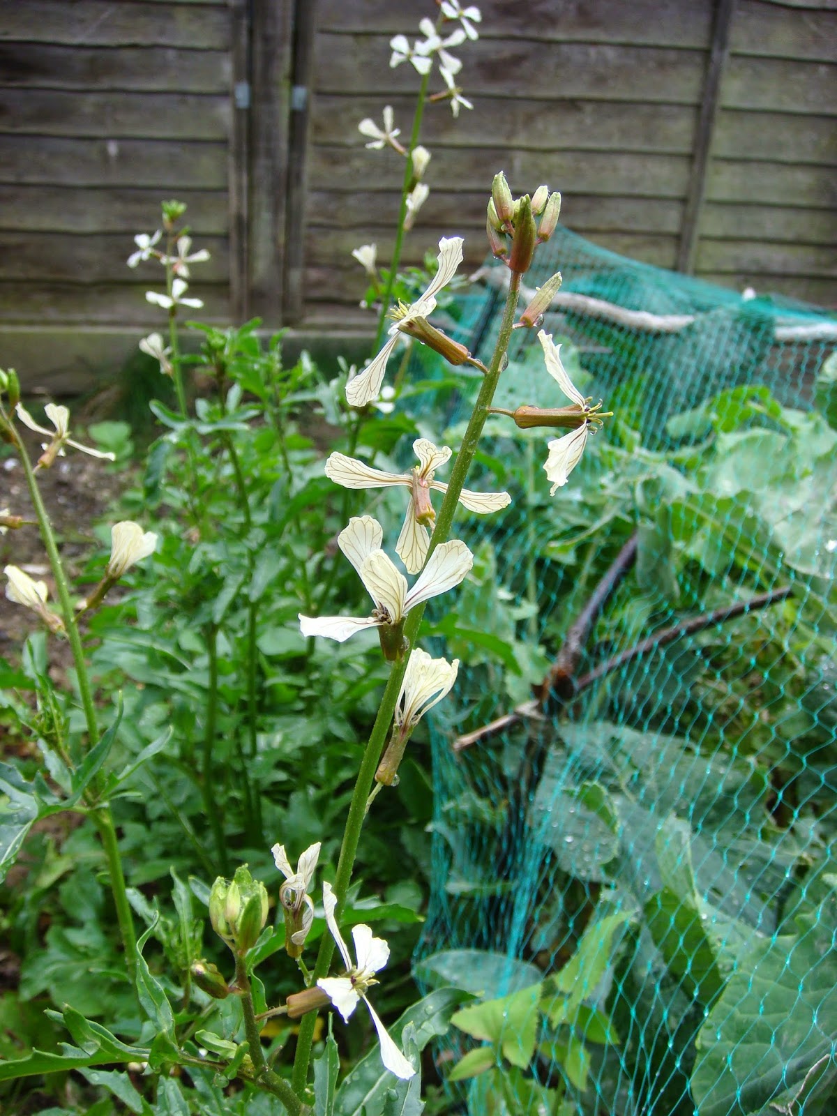 Veg patch from scratch Rocket in flower