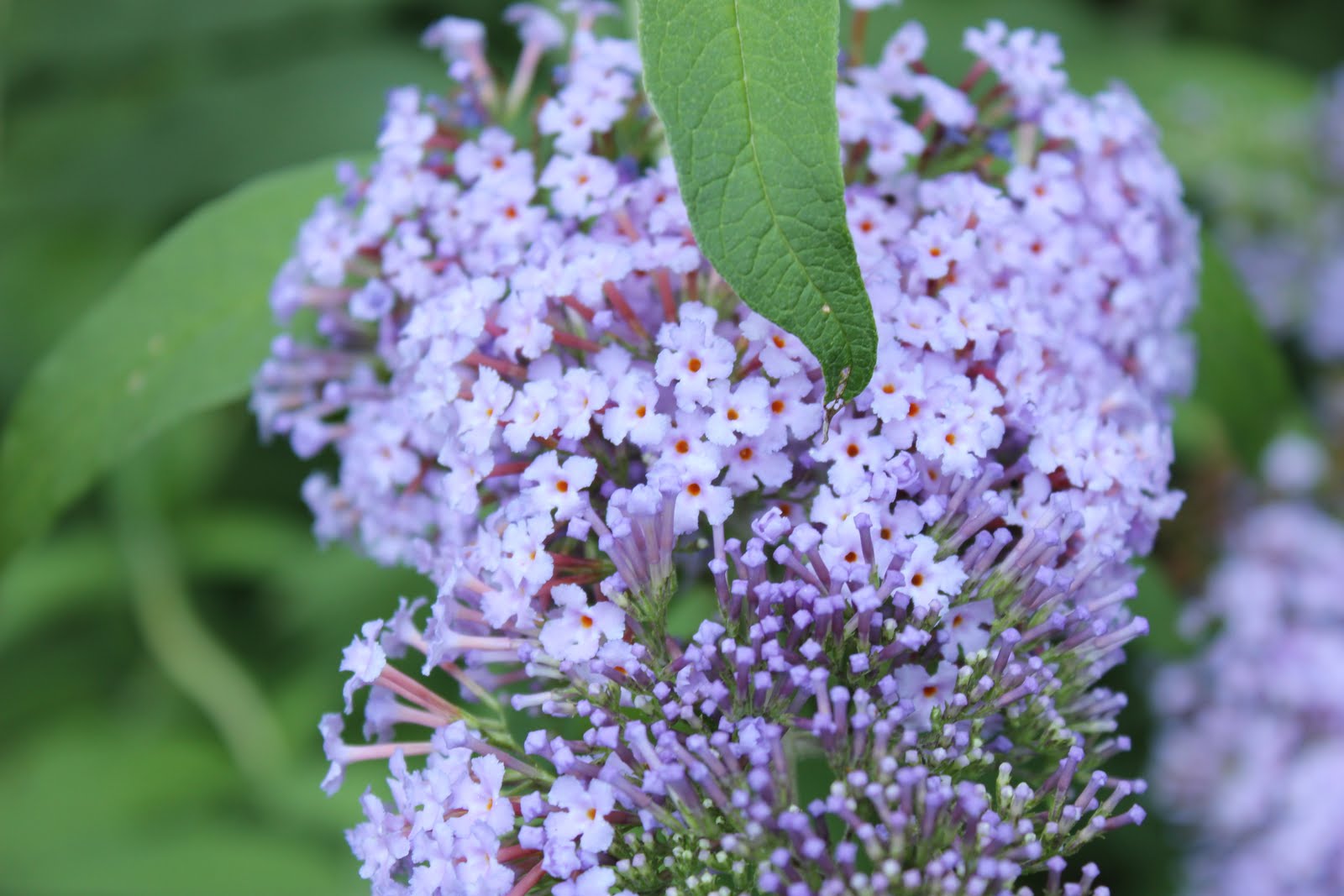 *The Handcrafted Life*: Butterfly Bush