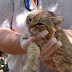 Descubren nueva especie de "Gato-Zorro"
