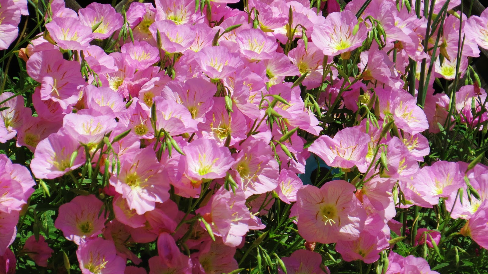 Let Your Light Shine Down The Primrose Path