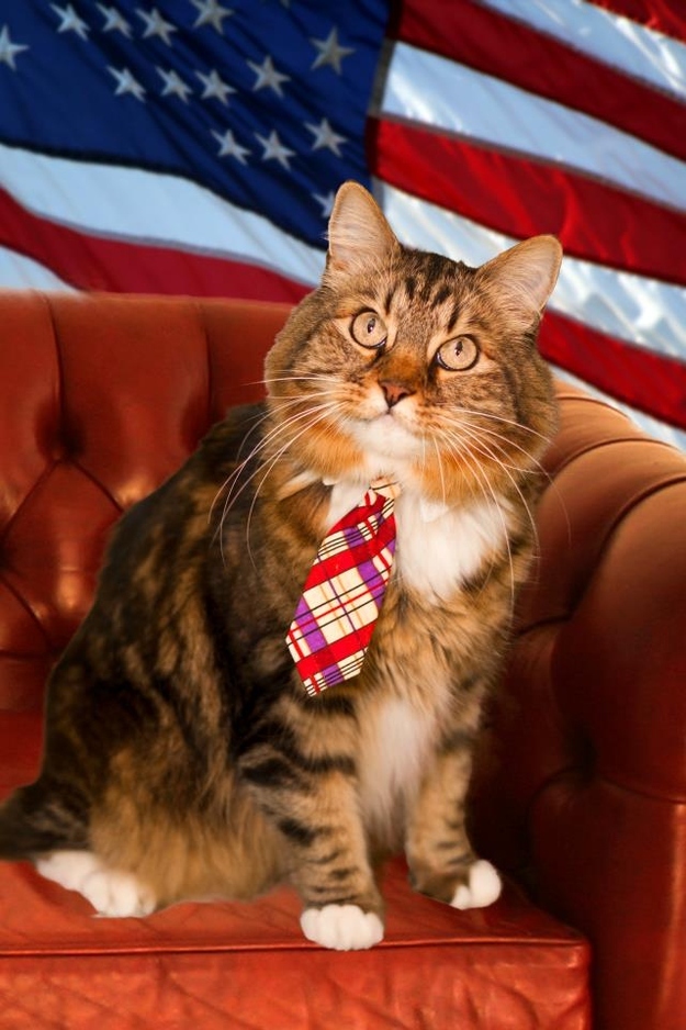 20 Adorable cats wearing ties Amazing Creatures