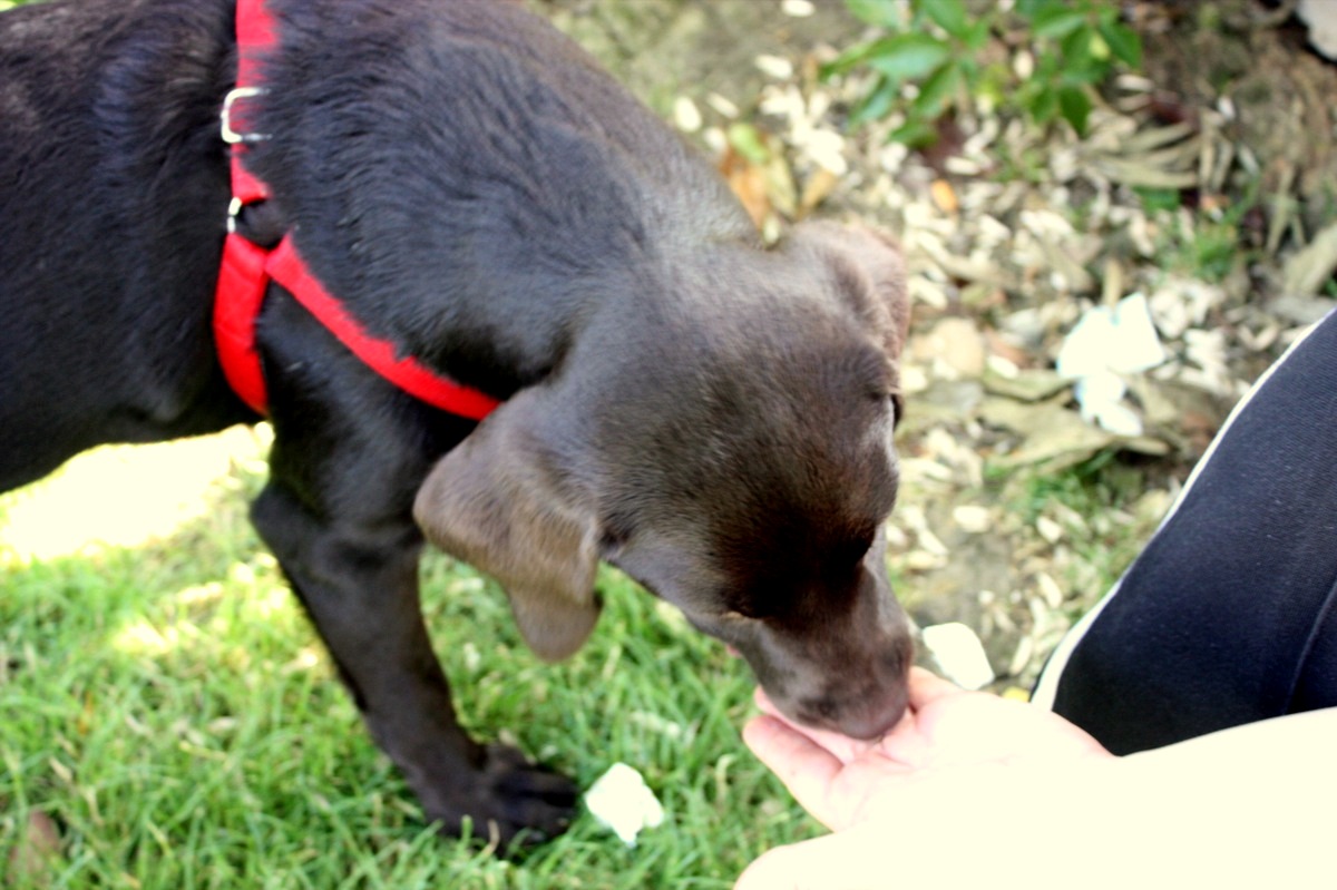 Islakpati Yavru köpek enerjisi başa bela!