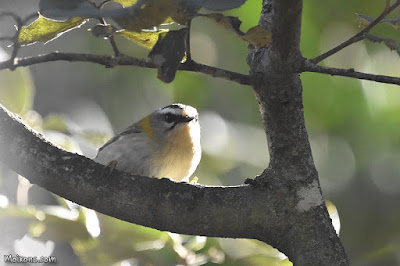 Bruel (Regulus ignicapilla)