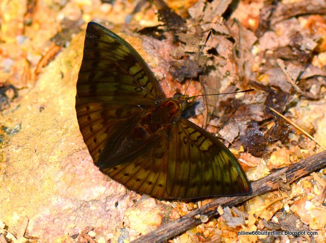 The Forested Path (and Beyond) BUTTERFLIES of RAUB The White Tipped