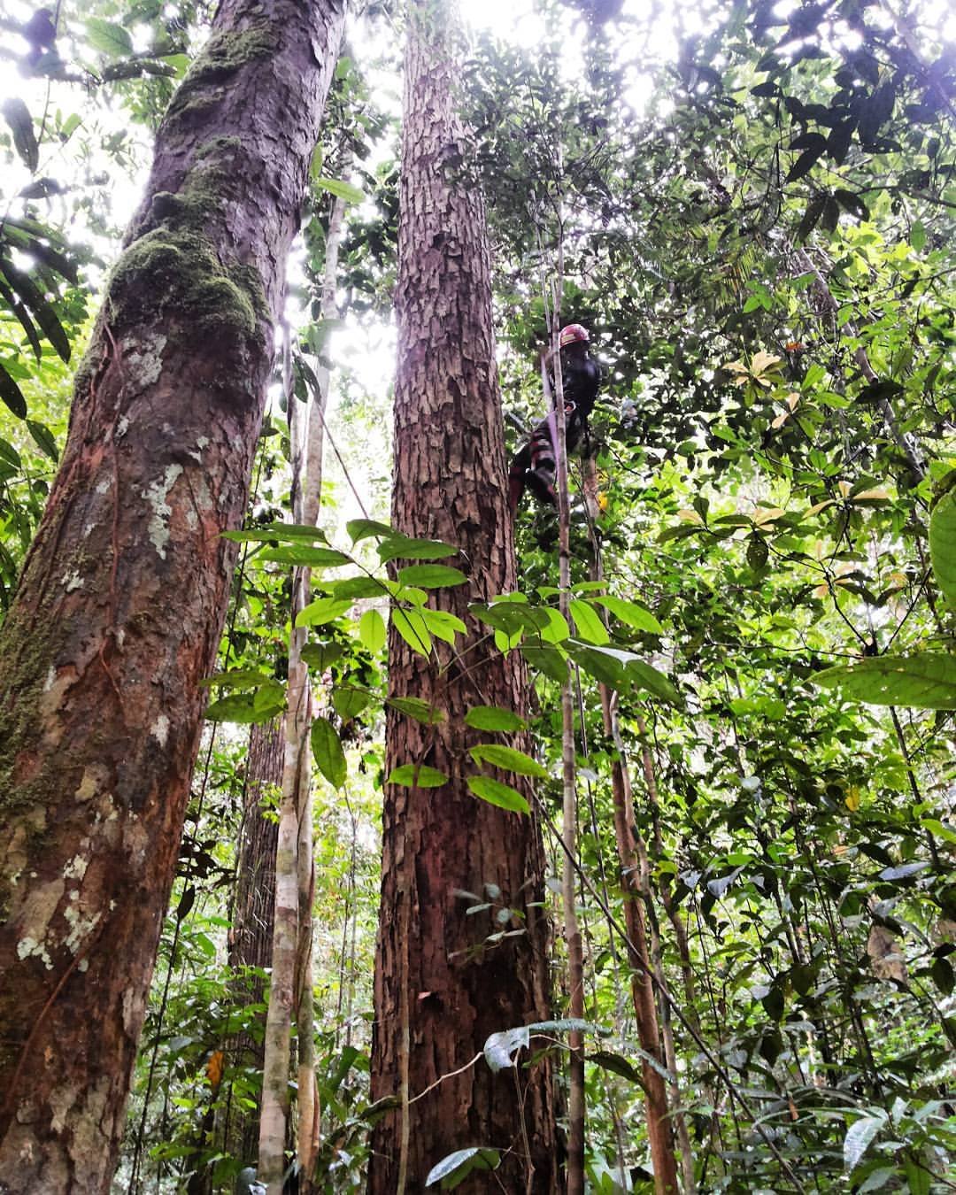 Pohon Kapur  Penghasil Kapur  Barus Asal Kalimantan Yang 