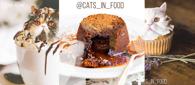 edit foto kucing dan makanan edit foto kucing dan makanan