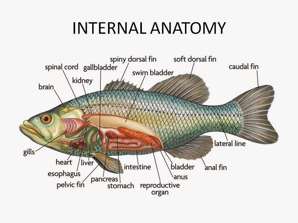SCIENCE IN THE SCHOOL DISSECTION OF A FISH
