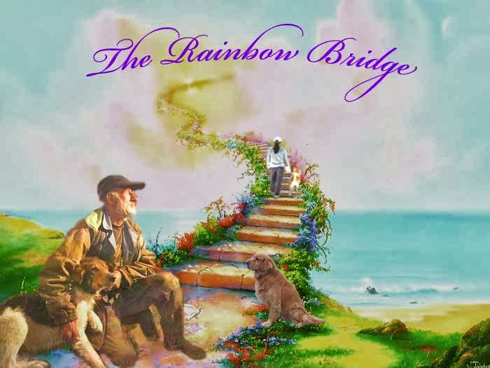 The Pet Clinic: The Rainbow Bridge