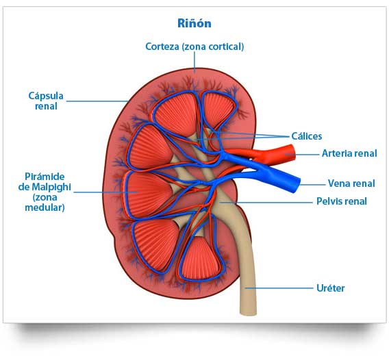 Anatomía aplicada, Carmen: DISECCIÓN DE RIÑÓN 2-5-2017