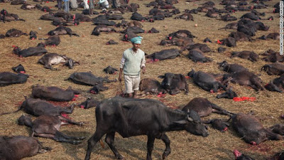 Thảm sát gia súc trong lễ hội tôn giáo ở Nepal và tập tục đẫm máu đã được bỏ