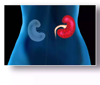 How to improve your kidney function