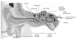 Susunan telinga manusia