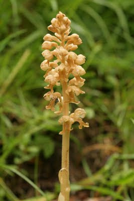 naturaleza en asturias: La orquídea parásita