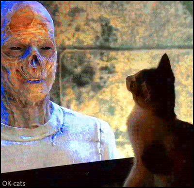 OBG, VID, OKV, Fearless, Funny, Interesting, Kittens, Like humans, Not impressed, Scary, TV OBG, VID, OKV, Fearless, Funny, Interesting, Kittens, Like humans, Not impressed, Scary, TV