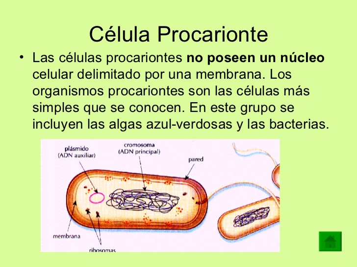 célula procarionte