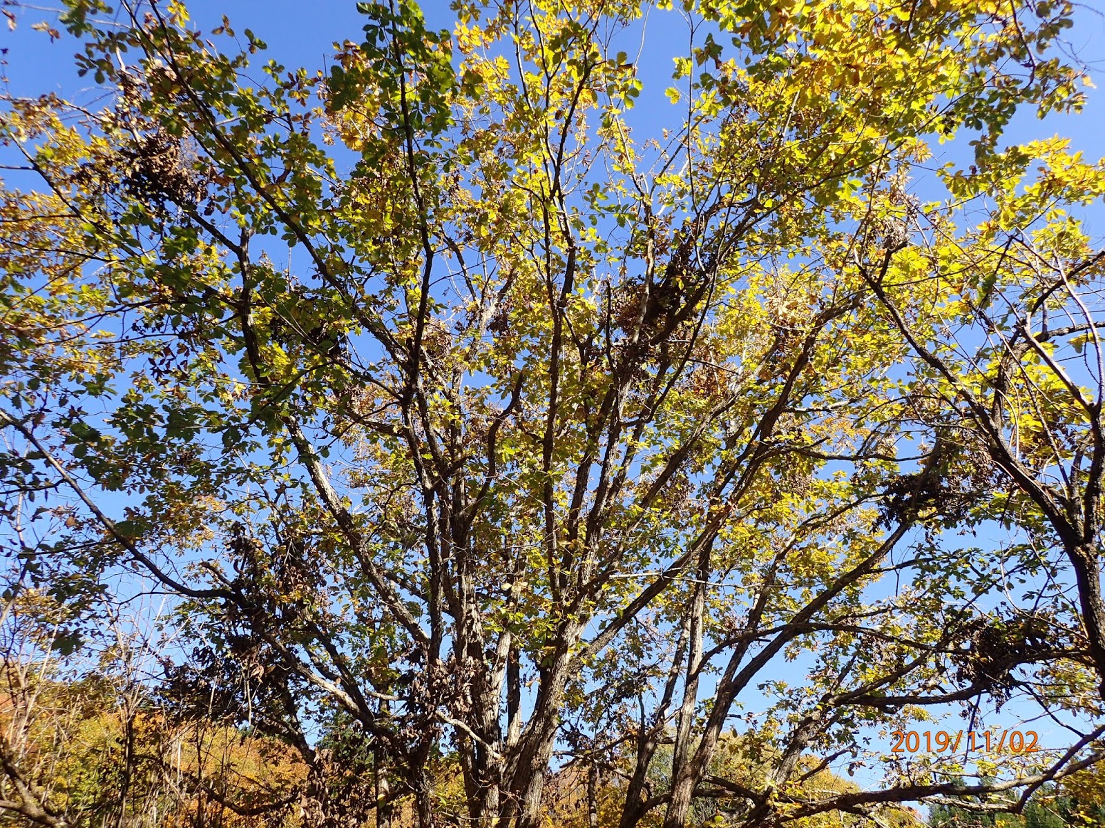 野道 山道 クマだな 今年はたくさん