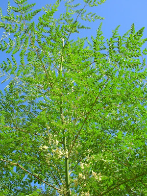 انواع شجرة المورينجا