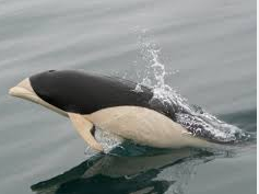  Ciri ciri Lumba Lumba Southern Right Whale Dolphin