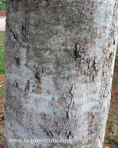 Sandoricum koetjape, Santol trunk