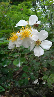 hoa hồng tầm xuân cánh đơn màu trắng nở vào mùa xuân