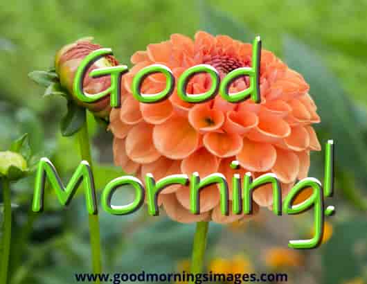 Good Morning Shayari Images For Her Good Morning Shayari Images For Her
