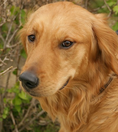 Puppies Breeds on Golden Retriever Dog Breeds   Popular Dog Breeds