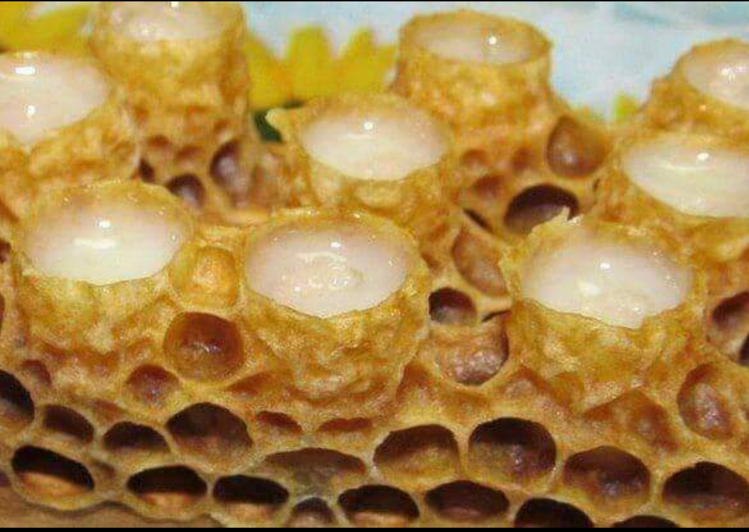 Рука в сотах. Royal Jelly маточное молочко. Маточное молочко пчел. Нативное пчелиное маточное молочко это. Мёд с пчелиным молочком.