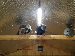 coop chicken lights lighting winter muranochickenfarm solar supplemental chickens decorative