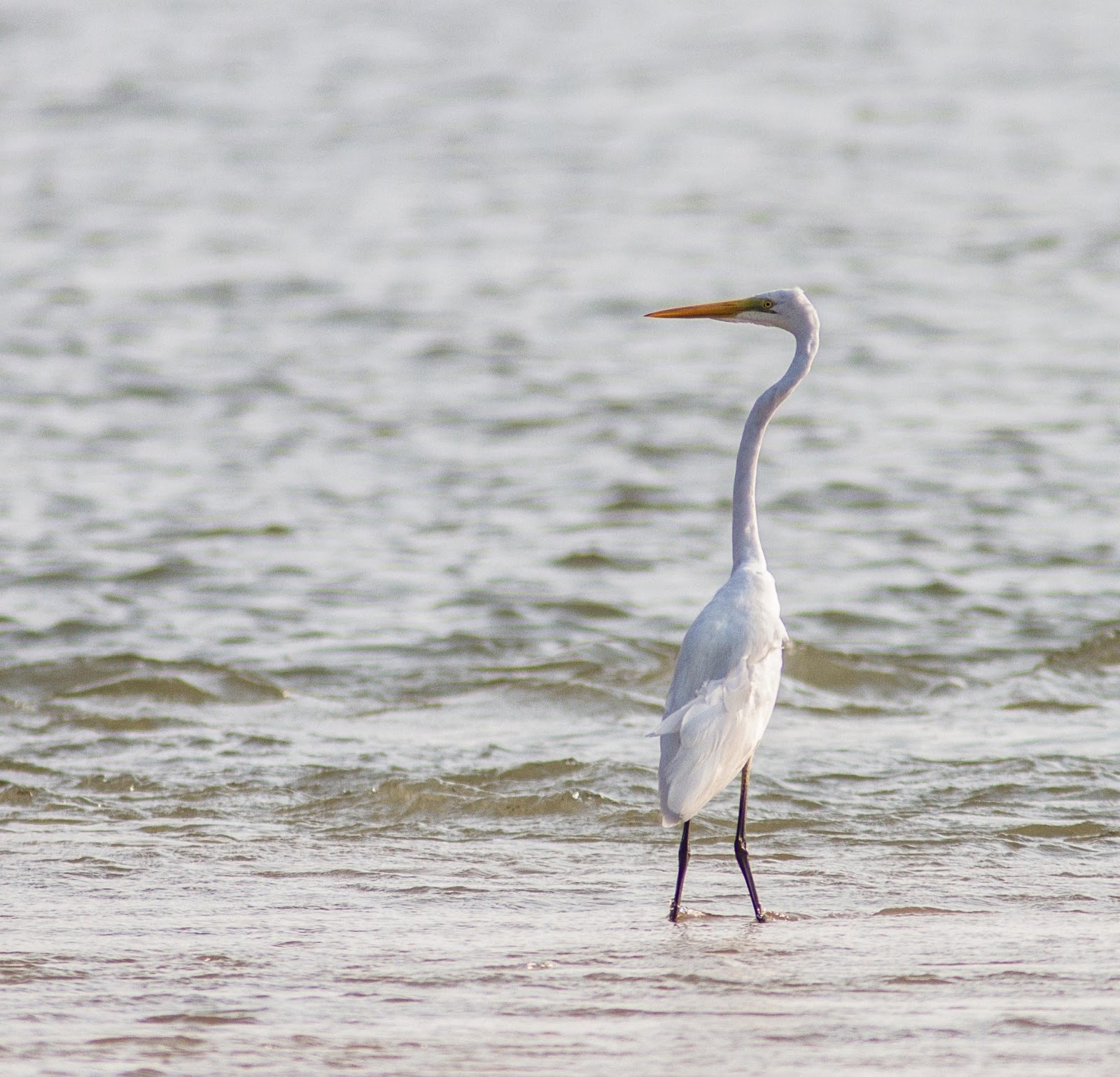 Musicroom's Imaging Eastern Great Egret