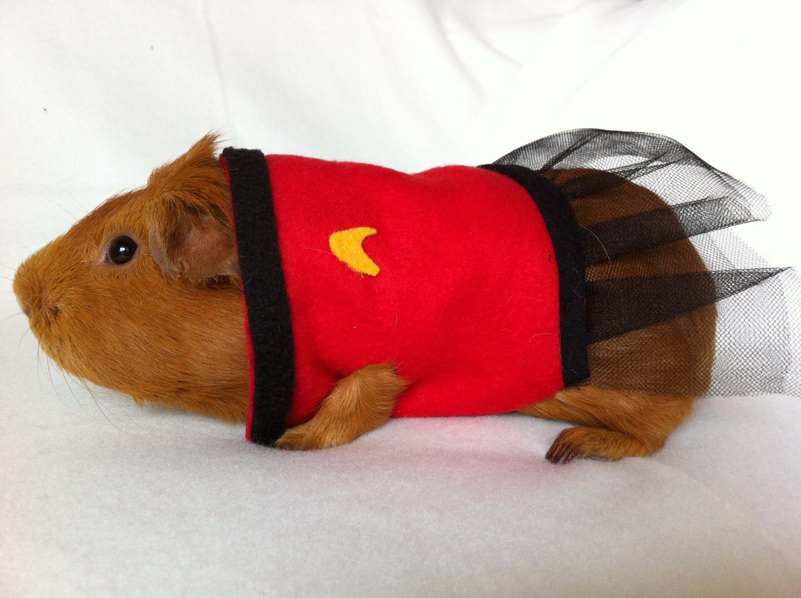 одежда свинки. одежда свинки. морская свинка в костюме. костюм для морских свинок валберис. морская свинка модная.