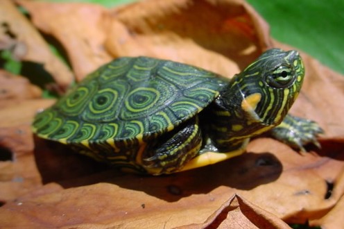 Daftar Harga Kura Kura Brazil Lengkap 2020