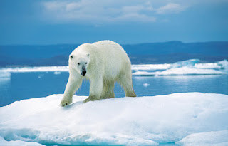 Buzuldaki kutup ayısı