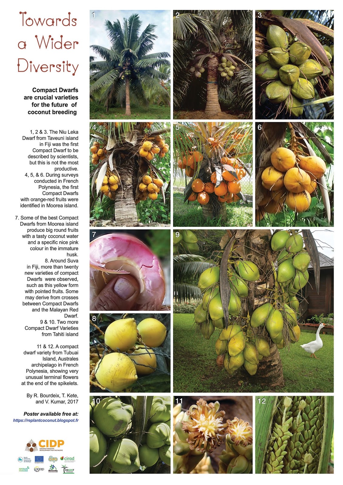 Coconut planting material for the Pacific region High definition