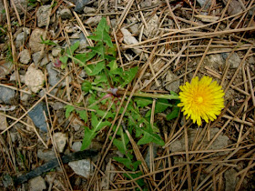 Taraxacum officinale