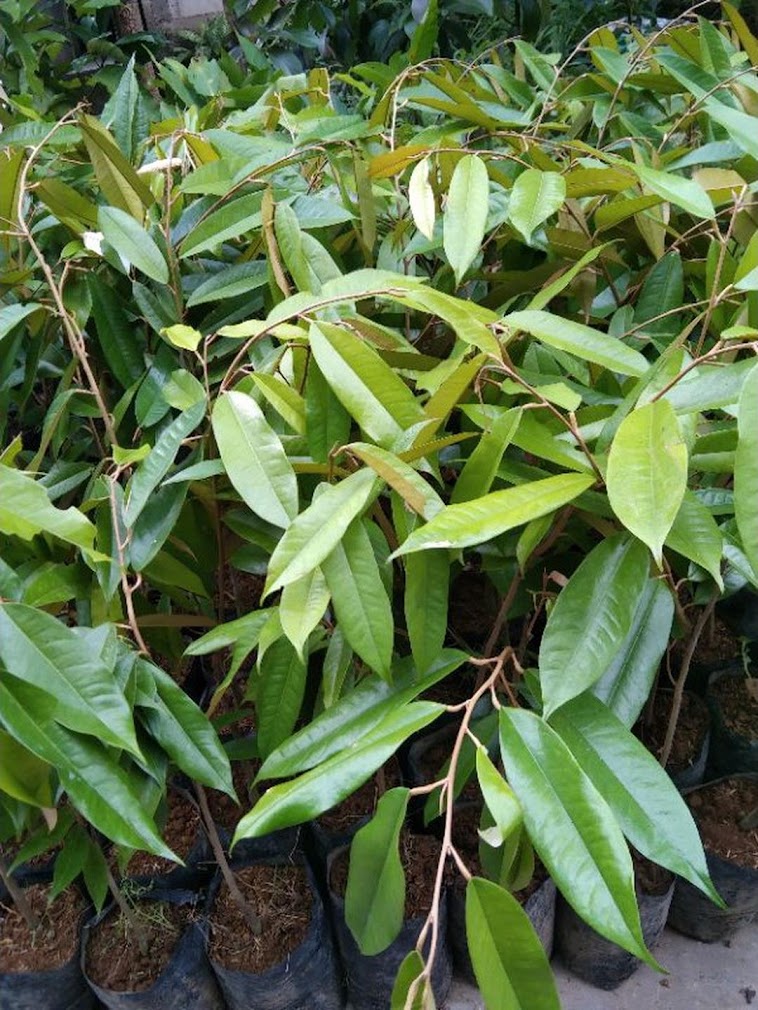 bibit durian bawor okulasi cepat berbuah Medan