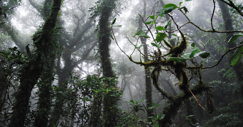 la naturaleza es maravillosa Bosque humedo tropical