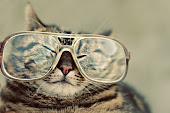 funny cats with glasses