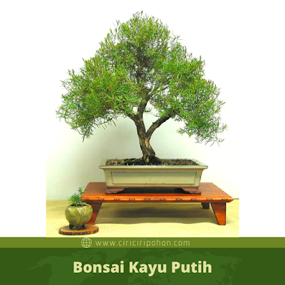 Bonsai Kayu Putih