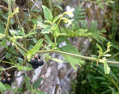 Hierba mora (Solanum nigrum)