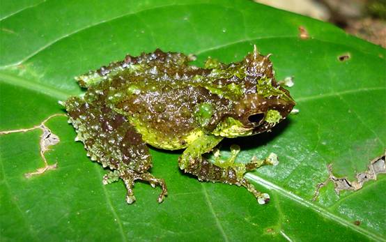 Species New to Science [Herpetology • 2008] Gracixalus (Philautus