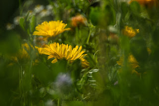 Naturfotografie Wildblumen Lippeaue