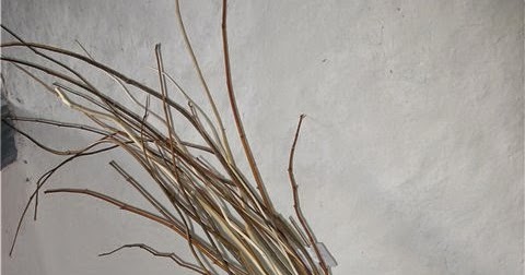 березовые розги. ивовые розги. розга хворостина 4 буквы. пучок розог. палка деревянная от дерева.